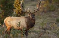 elk