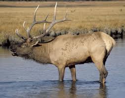 elk